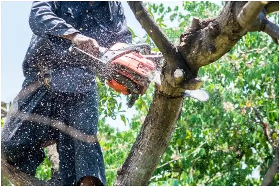 tree services Howards Grove
